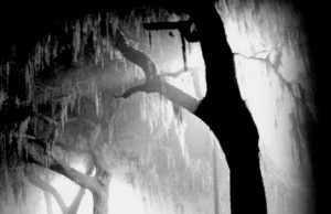 Smell of spanish moss after rain