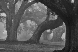 Quiet in the Oaks age, wisdom