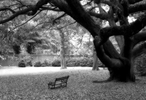 Angel Oak