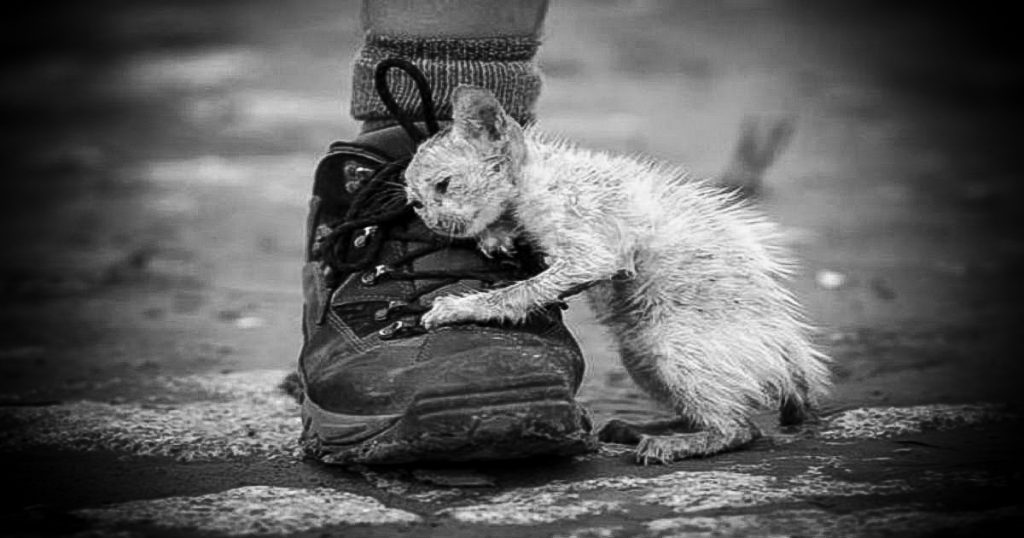 A poignant image of an abandoned cat clinging to a man's shoe, capturing the profound sense of loneliness and longing for connection that pervades the accompanying narrative. The cat's fragile demeanor embodies the feeling of being unwanted and the emotional weight of isolation, symbolizing a deeper poverty that transcends material wealth. Its soft fur and expressive eyes convey a desperate need for love and companionship, mirroring the narrator's assertion that loneliness is the most terrible form of poverty.
The shoe serves as a powerful symbol of human presence and the comfort that companionship can provide, highlighting the yearning for connection and the heartache of abandonment. This evocative scene invites viewers to reflect on the impact of neglect and the importance of compassion for those who feel unseen or unloved. The image eloquently illustrates the emotional struggles faced by those in isolation, urging us to recognize and address the silent suffering that can often go unnoticed in our busy lives.
In this representation, the cat's tender grasp on the shoe speaks to the universal desire for belonging and the healing power of love, reminding us that even small acts of kindness can make a significant difference in alleviating the pain of loneliness.